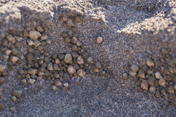 Marine snails in coastal rock crevice