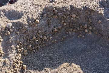 Marine snails in coastal rock crevice