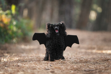 A black poodle in a bat costume for Halloween is surrounded by pumpkins and skeletons