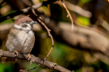 Naklejka premium 枝にとまるスズメ