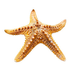 Close-up of a golden starfish (5)