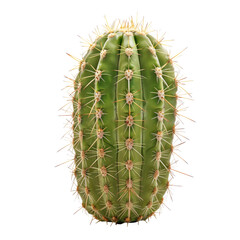 Close-up of a rounded cactus