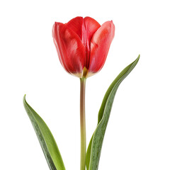 Naklejka premium Single vibrant red tulip, isolated on black