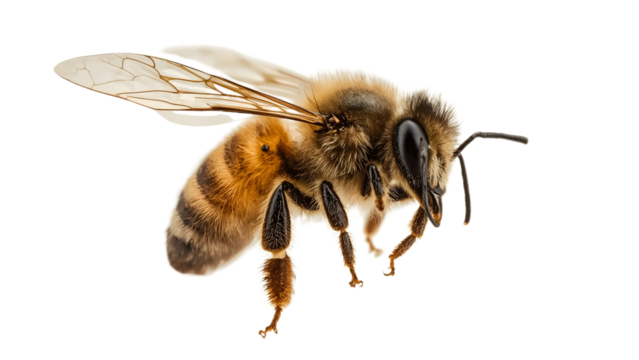 Transparent flying bee graphic for print or web use