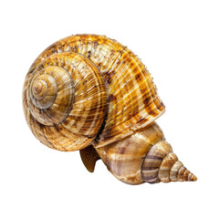 Obraz premium Close-up of a spiral-shelled land snail, showcasing intricate patterns and coloration.