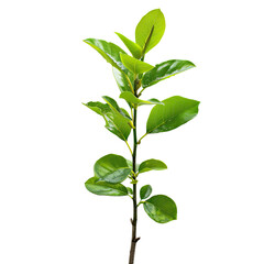 Close-up of a vibrant green plant sprout