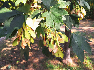 Close-up of green and brown seeds of acer pseudoplatanus or acer opalus.