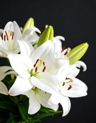 Close-up of several pristine white lilies against a dark background