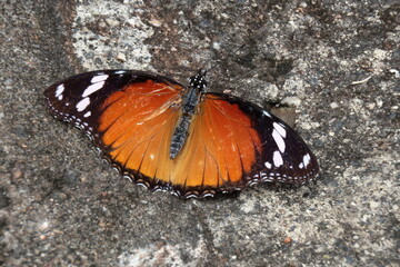 butterfly on the ground