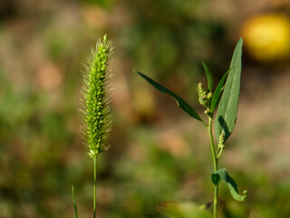 Vibrant Green Foxtail Grass and Wild Plants in Sunlight