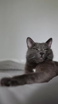 Adorable grey cat relaxing on bed