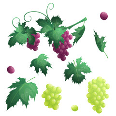 A set with branches and bunches of red grapes on a white background, berries, leaves. The concept of the wine festival, tasting, vineyard. Vector illustration for posters, banners, flyers