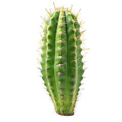 Naklejka premium Close-up of a vibrant, ribbed cactus