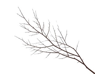 Obraz premium Simple, detailed, bare branch against white background