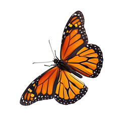 Obraz premium Monarch butterfly, vibrant orange wings, black markings, dotted pattern, isolated on black background