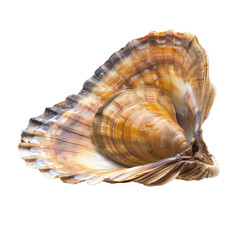 Close-up of a single, open oyster shell.  Its  multi-toned,  brown and beige,  layers are distinctly visible. The shell's  interior and exterior features are well-defined