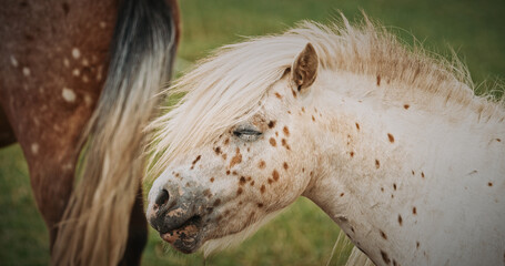 Close-up of playful pony with long flowing mane in field