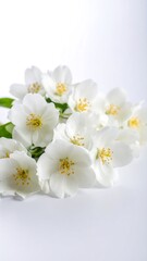 Close-up of white jasmine flowers (1)