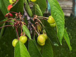 Green cherry fruits on a branch among leaves