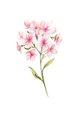 Hand-Drawn Pink Floral Cluster