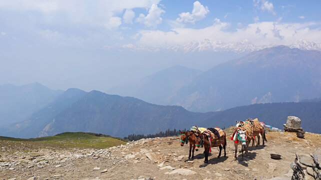 Mules in the Himalayan trek to Tungnath, situated in Chopta, Rudraprayag district, Uttarakhand, India.