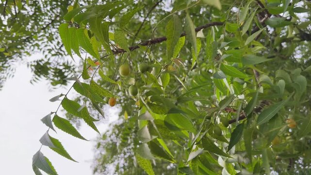 A closeup shot of ripe neem fruits revealing smooth, ellipsoidal drupes, They are borne in bunches on the neem tree typically yellow or greenish-yellow when ripe
