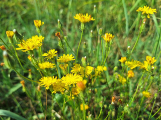 A bush of crepis setosa or crepis capillaris with yellow flowers blooms in a meadow in summer.