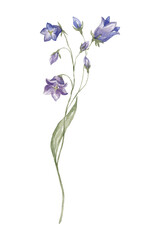 Vertical Purple Bellflowers Stem