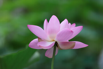 形の良い時期からやや過ぎた蓮の花
