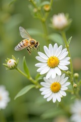 A honeybee hovers in flight near delicate white daisies, captured in stunning detail through close-up macro photography