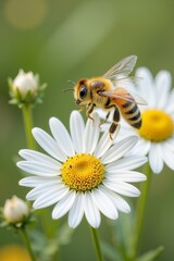 Obraz premium A honeybee hovers in flight near delicate white daisies, captured in stunning detail through close-up macro photography