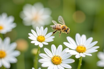 Obraz premium A honeybee hovers in flight near delicate white daisies, captured in stunning detail through close-up macro photography