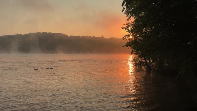 A group of ducks swim to the right during a misty summer sunrise at Pony Pasture (James River) in Richmond, Virginia