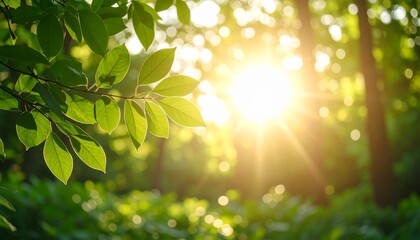 Close-up bokeh sinar matahari hangat yang bersinar melalui dedaunan hutan hijau