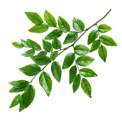 Fototapeta premium green leaves isolated on white