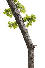 tree isolated on white background