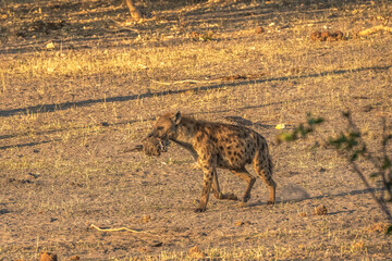 Hyena, jackal and and vulture sharing a carcass