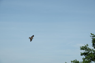 vogel himmel flug adler
