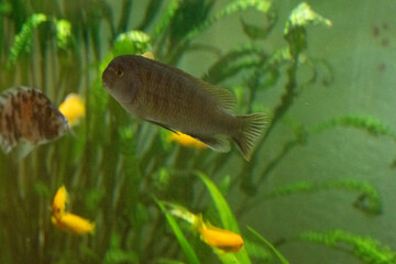 fisch goldfisch aquarium wasser