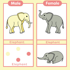 Naklejka premium Learning About Male and Female Elephants for Young Children
