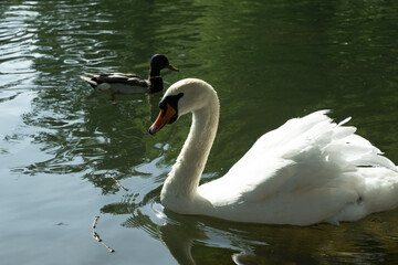 Naklejka premium schwan see teich tier