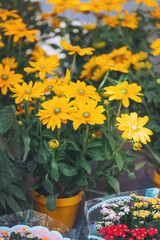 Bright yellow flowers bloom in vibrant pots at a local market in spring, attracting shoppers with their cheerful appearance and fresh fragrance