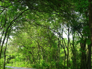 forest in the morning