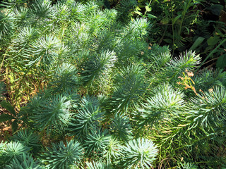 play of light and shadow on green background. shadow on natural background. sun rays and shadow. changing light and shadow on green branches. abstract green background.