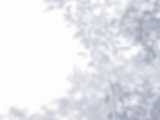 Obraz premium 木の影が白色の壁に映る背景素材