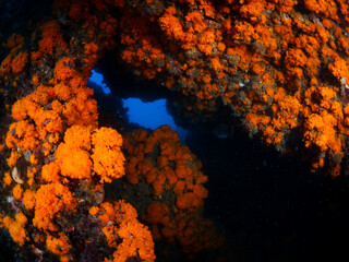 Orange cup corals add a splash of color to a dark shipwreck underwater © A. Martin UWphoto