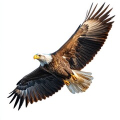 Naklejka premium Majestic eagle in flight, isolated on white.