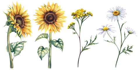 Sunflower, chamomile and tansy set on an isolated background. Hand-painted watercolor illustration of autumn flowers. Botanical flower painting in rustic style. A clipart for invitations, postcards.