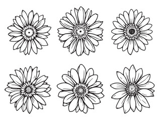 echinacea flower clear vision line drawing