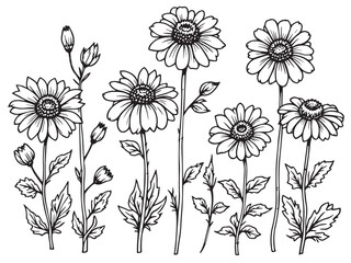 echinacea botanical line art clear vision